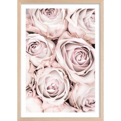 Affiche  rosa alba HEXOA