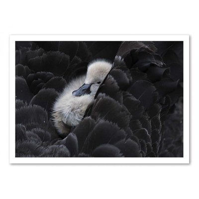 Affiche d’art et cadre noir 50 x 70 cm - Pickaback - C.S.  Tjandra WALL EDITIONS
