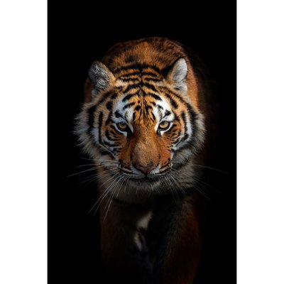 Tableau mural tigre de face - Verre synthétique CEANOTHE