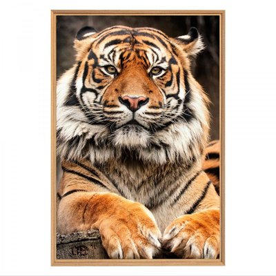 Tableau mural mat encadré tigre CEANOTHE