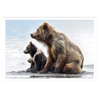 Affiche animaux profile Family HEXOA