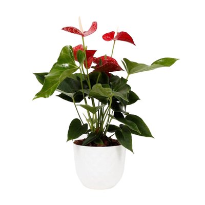 Planta Antúrio vermelho + vaso havana tropical, da BIOMA BIOMA PLANTS