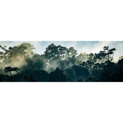 Tableau Mural Paysage Et Arbres FORÊT CEANOTHE