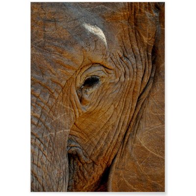 Poster Éléphant L'AFFICHERIE