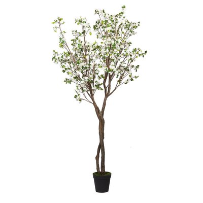 Cerisier Superba 280 cm  he AMADEUS