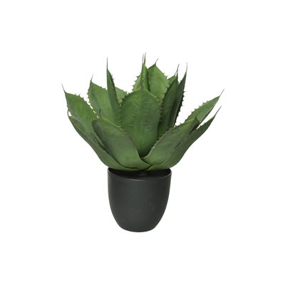 Agave parrasana en pot plastique KAEMINGK