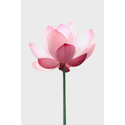 Tableau zen lotus rose HEXOA