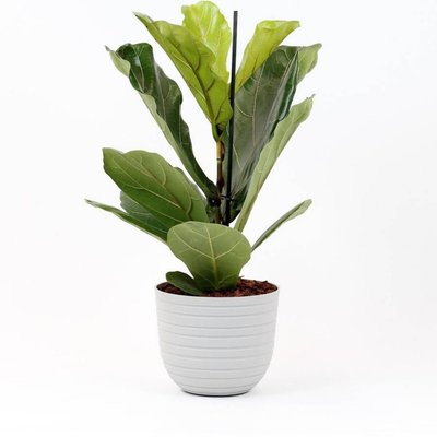 Planta Ficus lyrata + vaso havana horizon, da BIOMA BIOMA PLANTS