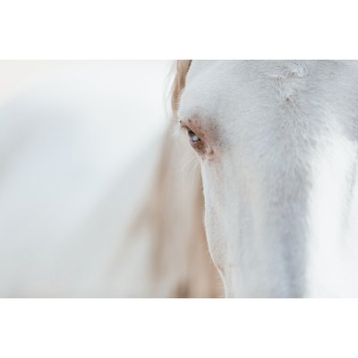 Tableau Mural Cheval Blanc ANIMAUX CEANOTHE