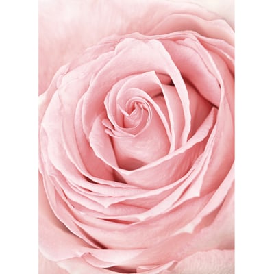 Poster Pink Rose Flower L'AFFICHERIE
