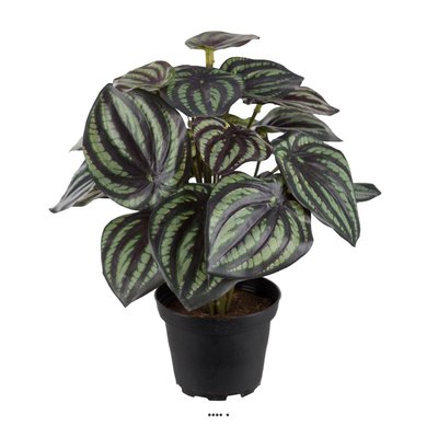 Peperomia fausse plante en pot lesté H25cmD ARTIFICIELLES