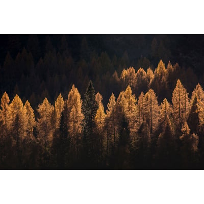 Tableau Mélèzes en automne HEXOA