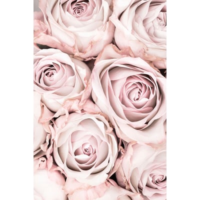 Tableau rosa alba HEXOA