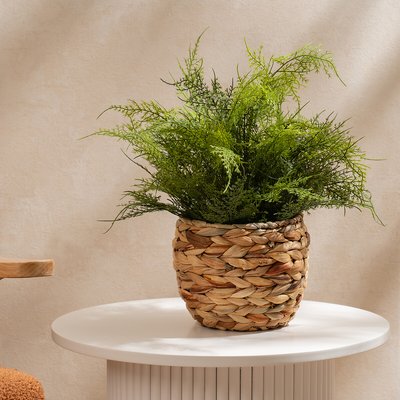 43cm Fern in Basket SO'HOME