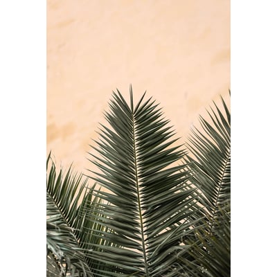 Tableau sandy palme HEXOA