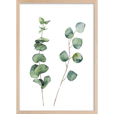 Affiche nature aquarelle feuille d' eucalyptus HEXOA
