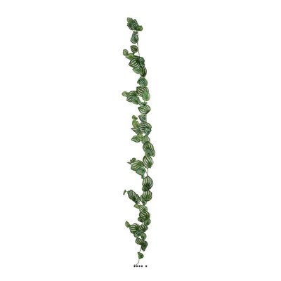 Guirlande factice ramifiée de feuilles de Peperomia H180cm magnifique ARTIFICIELLES