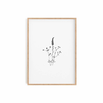 August II, Affiche seule 50cm x 70cm COTTON BIRD