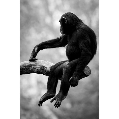 Tableau encadré à la finition mate singe noir et blanc CEANOTHE