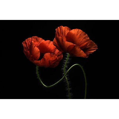 Tableau coquelicot enlacés HEXOA