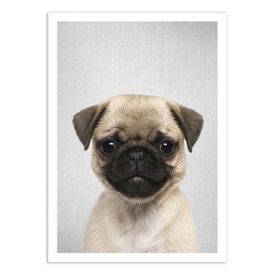 Affiche d’art 50 x 70 cm - Pug Puppy - Gal Design WALL EDITIONS