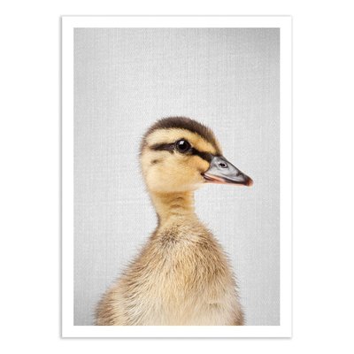 Affiche d’art et cadre noir 50 x 70 cm - Duckling - Gal Design WALL EDITIONS