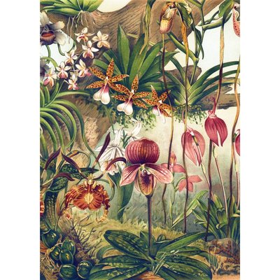 Affiche botanique orchidées THE DYBDAHL CO