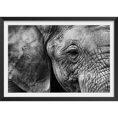 Affiche animaux Peau d'éléphant HEXOA