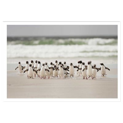 Affiche animaux pingouins HEXOA