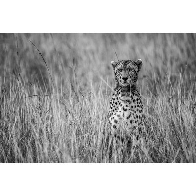 Tableau animaux Cheetah HEXOA