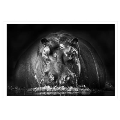 Affiche animaux portrait hippo HEXOA