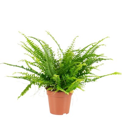 Planta Nephrolepis Exaltata, BIOMA BIOMA PLANTS