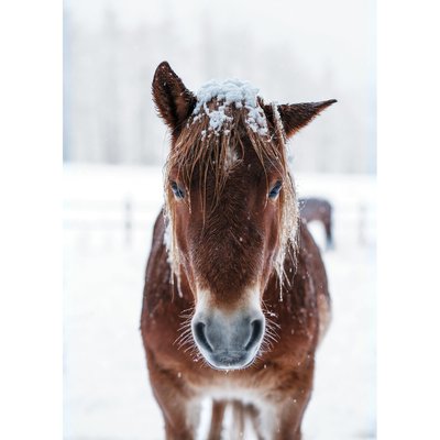 Tableau mural cheval des neiges CEANOTHE