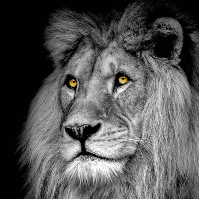 Tableau mural lion CEANOTHE
