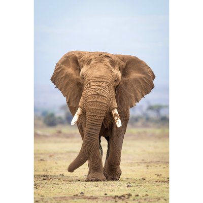 Tableau mural portrait éléphant CEANOTHE