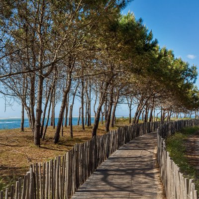Tableau sur toile chemin d'Arcachon CEANOTHE