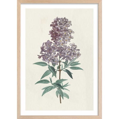 Affiche fleurs de Lilas vintage HEXOA