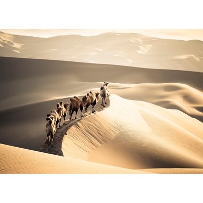 Tableau Mural Chameaux & Dunes GRANDS ESPACES CEANOTHE