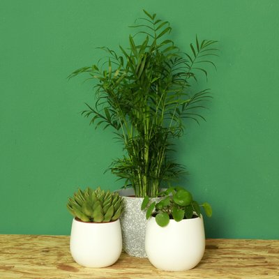 Planta Pet friendly (conjunto 3), BIOMA BIOMA PLANTS