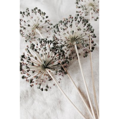 Tableau Mural Fleurs Séchées FLEUR CEANOTHE