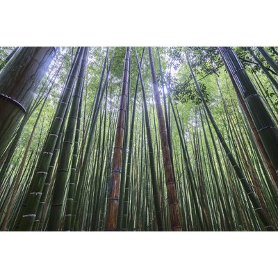 Tableau zen Bambous Geants HEXOA