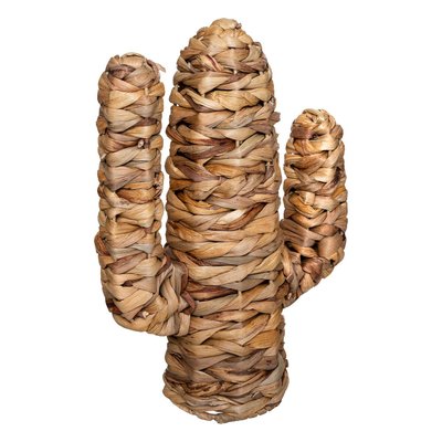 Cactus HACI ATMOSPHERA