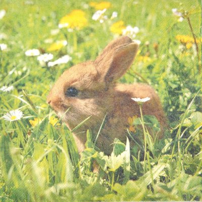 Lot de 20 serviettes papier lapin DOUCEUR D'INTÉRIEUR