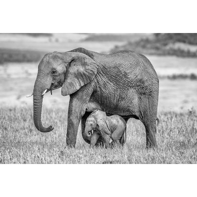 Tableau Mère éléphant HEXOA