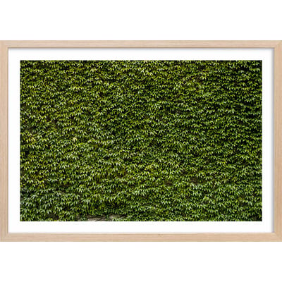 Affiche nature mur de lierres HEXOA