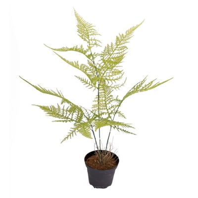 Asparagus Plumosus plante verte factice en p ARTIFICIELLES