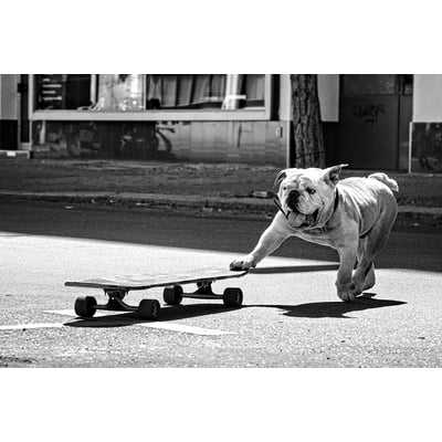 Tableau animaux skate dog HEXOA