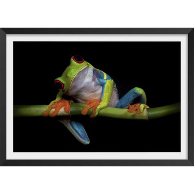 Poster animaux Curiosités HEXOA