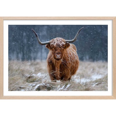 Affiche Vache Highland HEXOA