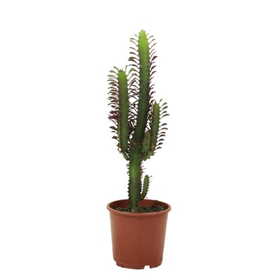 Planta Euphorbia trigona, BIOMA BIOMA PLANTS